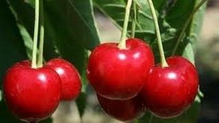 США 338: Черешневый сад или как американцы проводят выходной. Часть 1. Вводная.