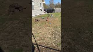 Video preview image #1 Basschshund Puppy For Sale in Deepwater, NJ, USA