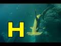 ALPHABET ANIMALS PHONICS ALPHABET SONG Part 104 SEA WATER ANIMALS EDUCATIONAL CHILDREN