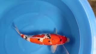 video van Sanke 2511010