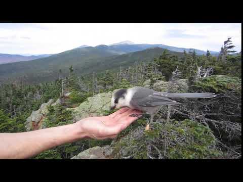 Grey Jay in Hand