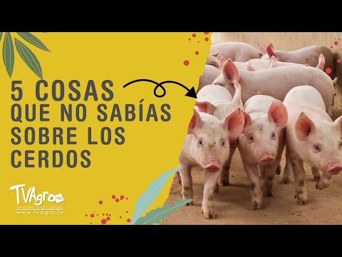 , title : '5 cosas que tal vez no sabias sobre los cerdos - TvAgro por Juan Gonzalo Angel Restrepo'