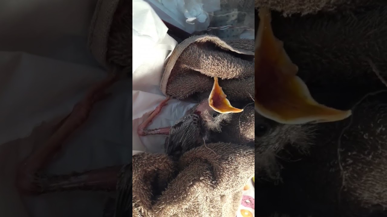 親鳥に間引きされた生育不良のひな鳥にエサあげてます。