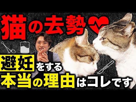 猫の去勢 - 価値、年齢、ケア