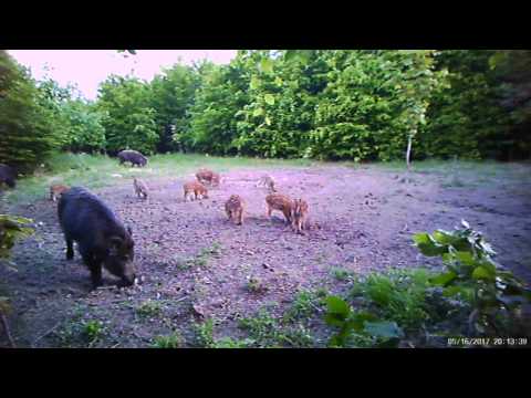 Turmă de mistreți la Ocolul Silvic Pătrăuți din județul Suceava