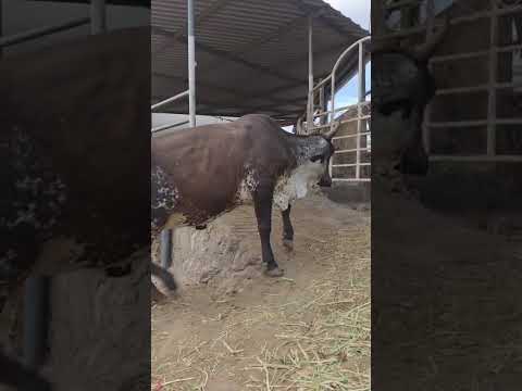 disponible en Sonsonate santo domingo de Guzmán