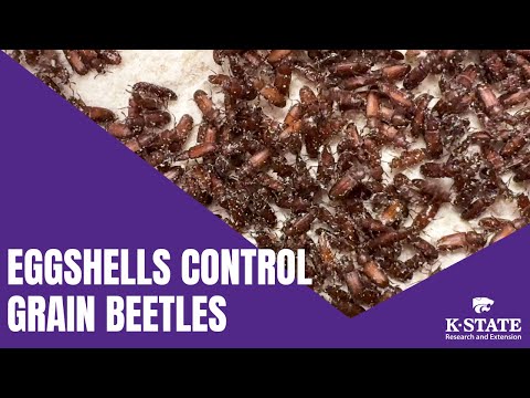 Eggshells Control Red Flour Beetles
