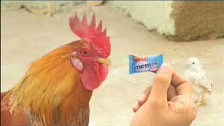 Mentos Mint Ad  Angry Chicken Daddy