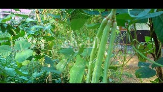 preview picture of video 'പയര്‍ കൃഷി ടെറസില്‍ , വിത്തുകള്‍ പാകുന്നു - cowpea growing at terrace garden'