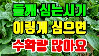 다유들깨 심는시기 이렇게 심어야 안죽고 수확량도 많아요