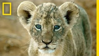 Shivani Bhalla: Securing a Future for Lions | Nat Geo Live