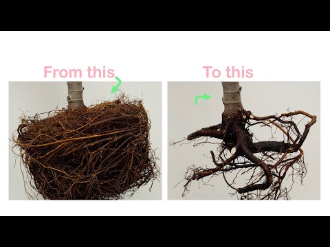 Root pruning of 5 years old fig tree. I over done it.