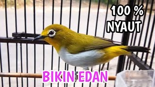 Download lagu pleci buxtoni betina buat pancingan pleci bahan mp3 Download lagu pleci buxtoni betina buat pancingan pleci bahan mp3