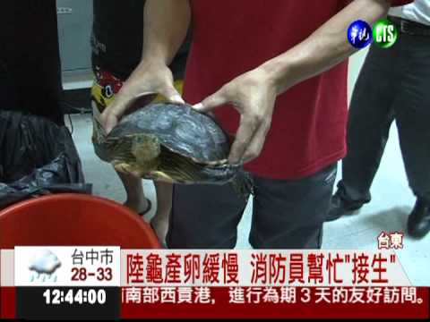 陸龜鐵道產卵 民眾驚呼圍觀