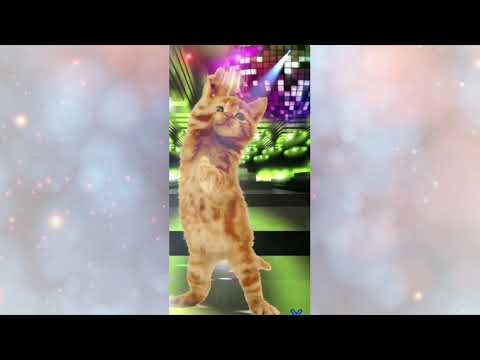 Pregnant cat madly dancing on the floor.OMG