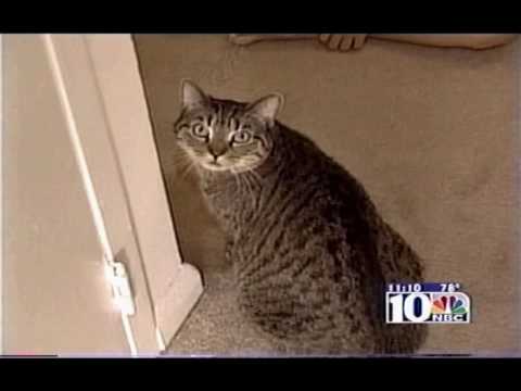 The Great Cat Scandal NBC news June 29, 2001