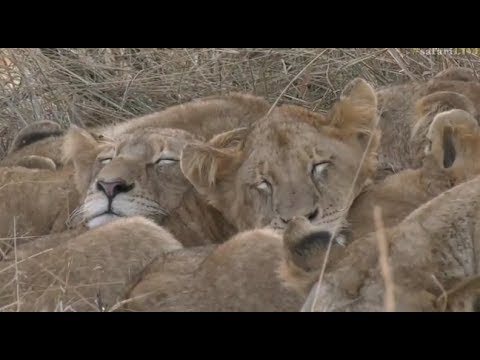 Pt 1 Safari Live's Sunrise Safari Drive at 6:30 AM on June 16, 2017 ( Nkuhuma Pride )