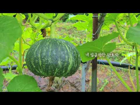 2025의성사랑유튜브공모전 일반영상 장려상_선물, 의성 동평마을 이야기