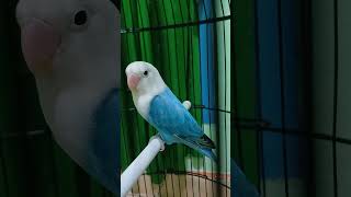 Download lagu lovebird biola blue #lovebird #lovebirdbiola mp3 Download lagu lovebird biola blue #lovebird #lovebirdbiola mp3
