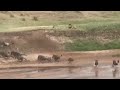 Wildebeests cross river only to be welcomed by a Male lion