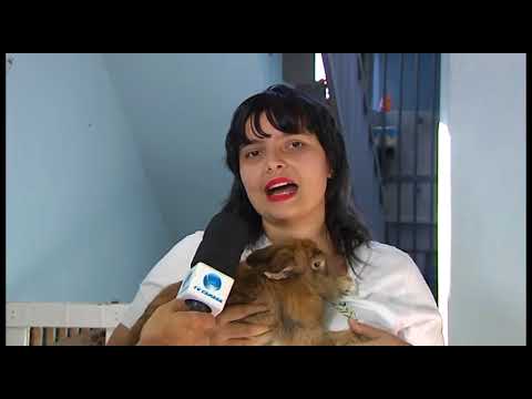 É o bicho : Coelhos são opções para adoção 15/09/2017
