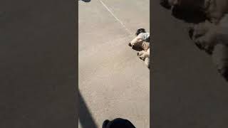 ソレイユの丘の犬達