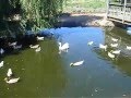 Sesame Street Duck Wants To Make Friends