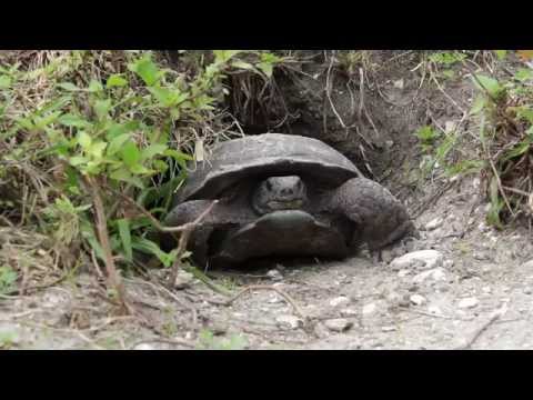 Gopher Tortoise Burrow