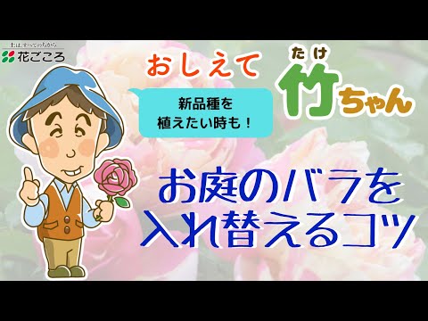 バラの茂みと一緒に何を植えるべきか、そしてバラの下に決して置いてはいけない植物はどれですか？  庭園