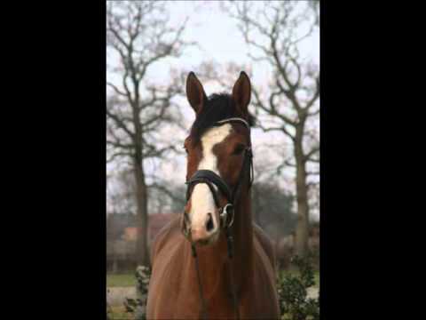 Laurentio x Weltmeyer, geb. 2007