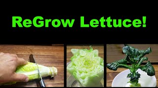 How To Regrow Lettuce From Itself