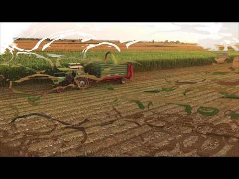 Silaža sirka 2018 (Sorghum silage)