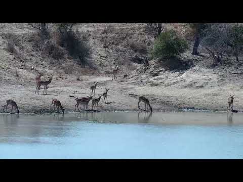 Djuma: Impala herd at the dam - 10:42 - 09/14/21