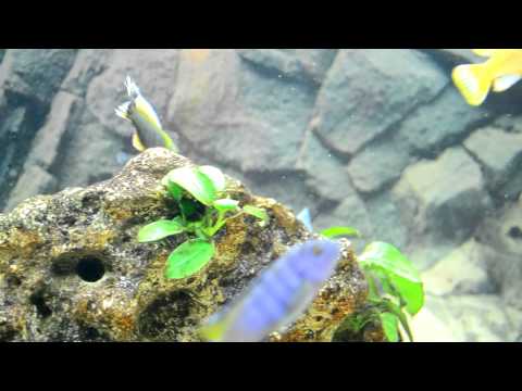 Tropheus moorii — care a update tanku