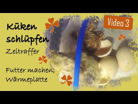 Hühner 3 🐣 Küken schlüpfen 🐥 Kükenheim einrichten 🐤 Kükenfutter zubereiten ☘️ Gluckt eine Henne?