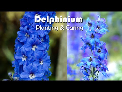image-Can delphinium grow in shade?