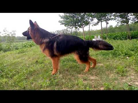 German Shipper Dog Barking