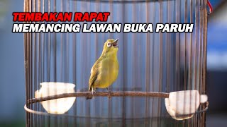Download lagu PANCINGAN PLECI NEMBAK ISIAN KENARI WIT WIT WIT , BIKIN LAWAN CEPAT BUKA PARUH mp3 Download lagu PANCINGAN PLECI NEMBAK ISIAN KENARI WIT WIT WIT , BIKIN LAWAN CEPAT BUKA PARUH mp3