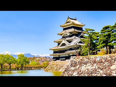 [Japan's National Treasure] 🌸Matsumoto Castle in Spring🏯