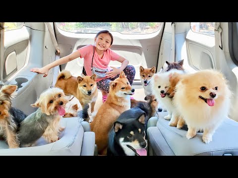 Bug Gave 20 Dogs A Bath !