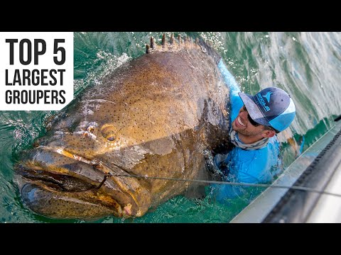 Top 5 Largest Goliath Groupers Caught