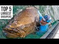 Top 5 Largest Goliath Groupers Caught