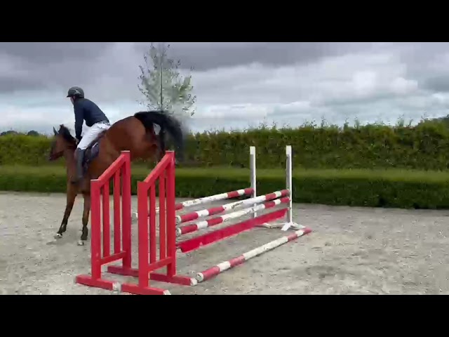 Riding and jumping movie at home Catie-blue v/h Beeckhof (Corydon T&L x Blue Boy).