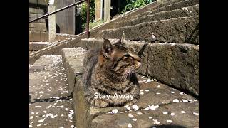 L’Arc-en-Ciel // Stay Away (Live in Osaka 2000)