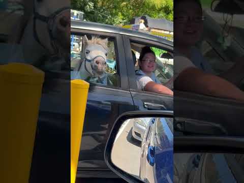 Mini Horse Seen at McDonald's Drive-Thru