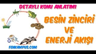 8.6.1.Besin Zinciri ve Enerji Akışı Detaylı Konu Anlatımı