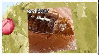 preview picture of video 'Official Pest Control Davis CA 916-226-4836 Bed Bugs Treatment'