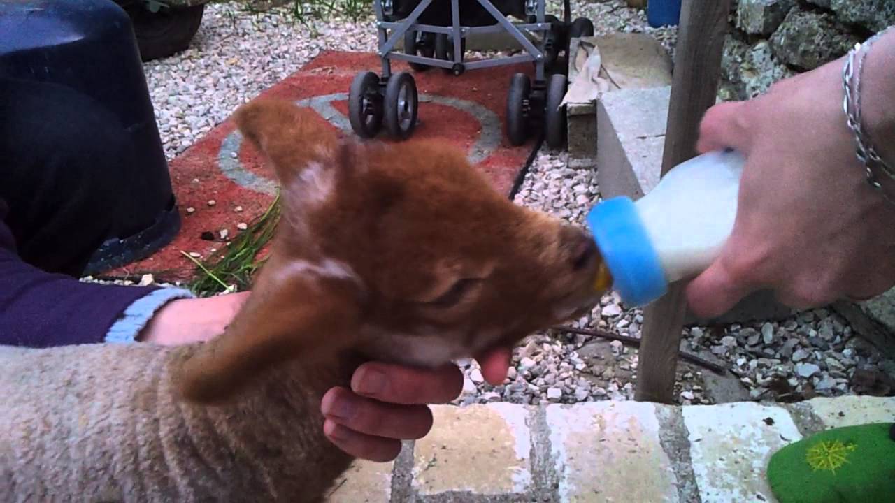 Nourrir un agneau au biberon