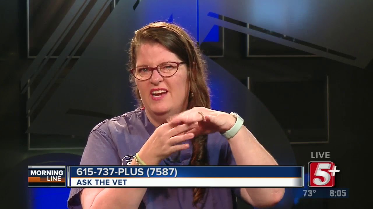 MorningLine: Ask The Vet (August 2019) P.1