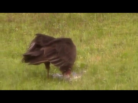 Grackle attacking a vulture